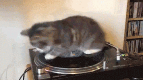 Cat spin